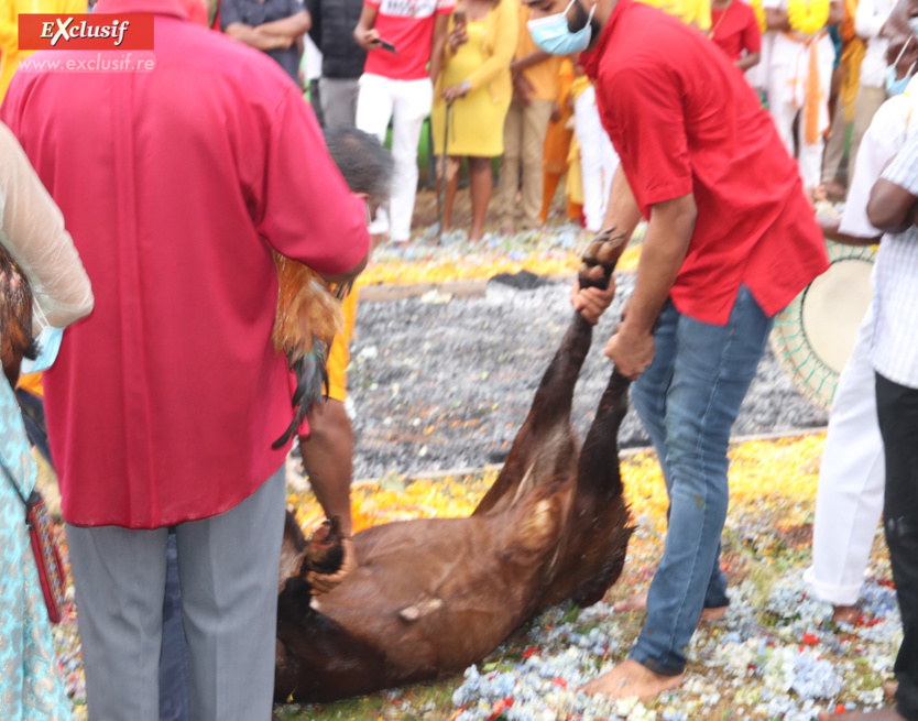 Marche sur le feu au temple tamoul du Chaudron: photos Marche sur le feu au temple tamoul du Chaudron: photos