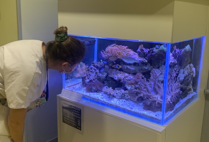 L'aquarium est installé depuis quelques semaines... L'aquarium est installé depuis quelques semaines...