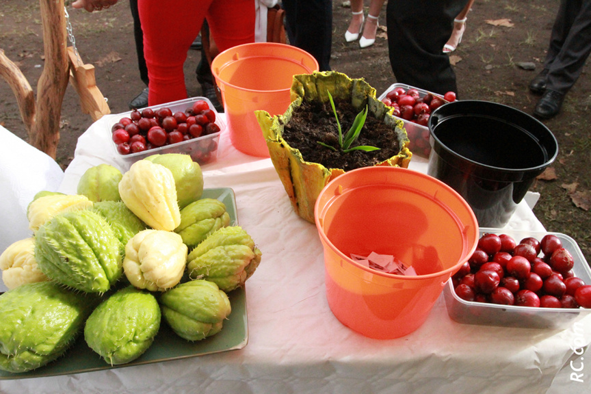 Goyaviers et chouchoux ont fait bon ménage Goyaviers et chouchoux ont fait bon ménage