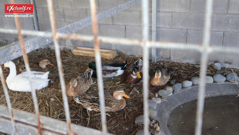 Foire de Bras-Panon 2022: retour en quelques images Foire de Bras-Panon 2022: retour en quelques images