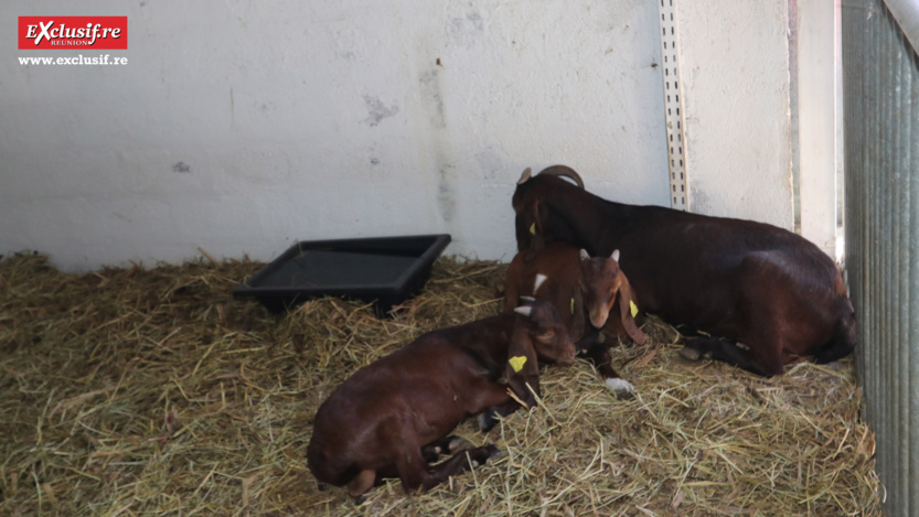 Foire de Bras-Panon 2022: retour en quelques images Foire de Bras-Panon 2022: retour en quelques images