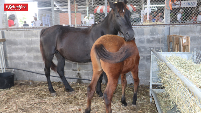 Foire de Bras-Panon 2022: retour en quelques images Foire de Bras-Panon 2022: retour en quelques images