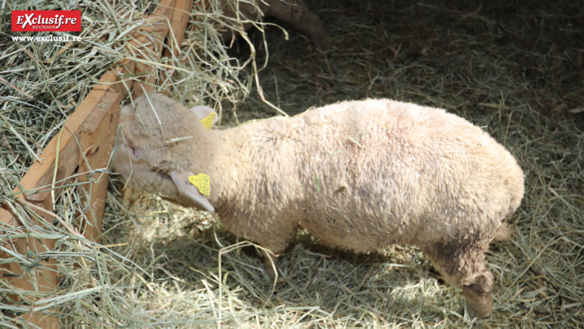 Foire de Bras-Panon 2022: retour en quelques images Foire de Bras-Panon 2022: retour en quelques images