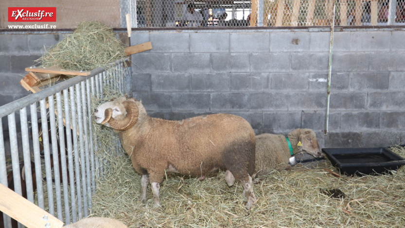 Foire de Bras-Panon 2022: retour en quelques images Foire de Bras-Panon 2022: retour en quelques images