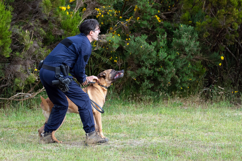 2e RPIMa: entraînement commun des unités cynotechniques de La Réunion 2e RPIMa: entraînement commun des unités cynotechniques de La Réunion