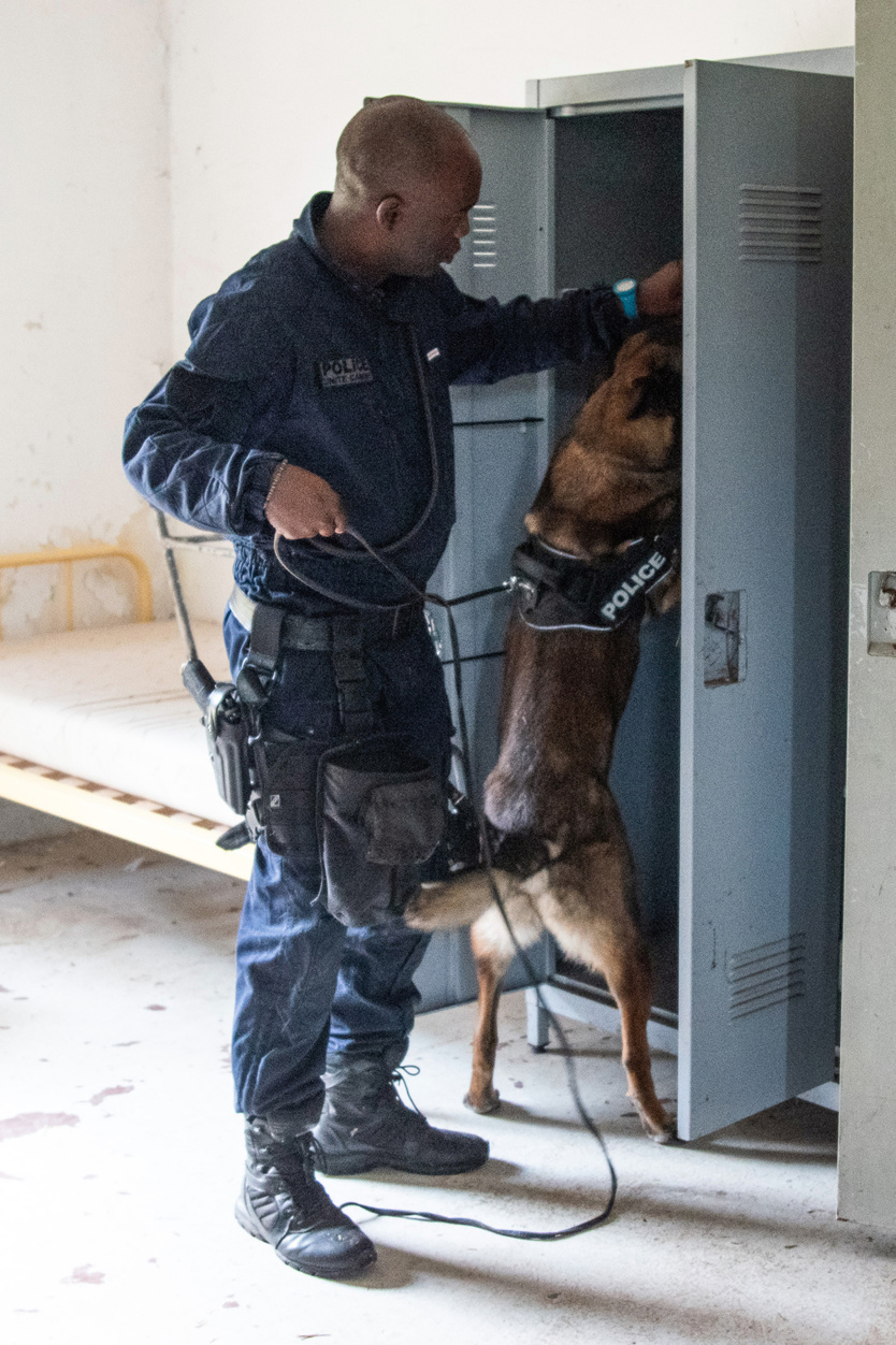 2e RPIMa: entraînement commun des unités cynotechniques de La Réunion 2e RPIMa: entraînement commun des unités cynotechniques de La Réunion