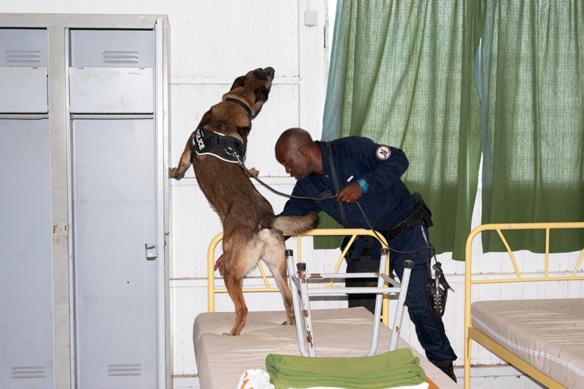 2e RPIMa: entraînement commun des unités cynotechniques de La Réunion 2e RPIMa: entraînement commun des unités cynotechniques de La Réunion