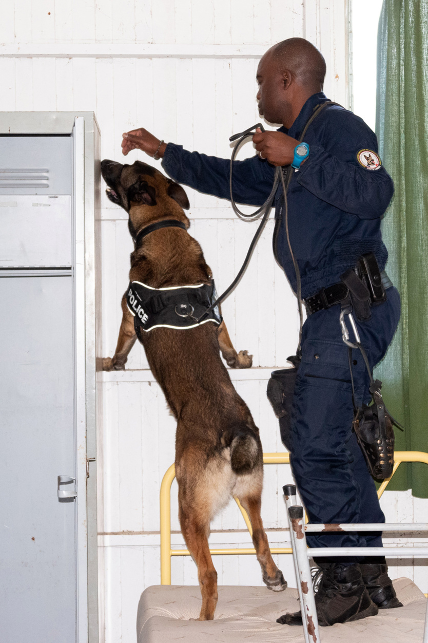 2e RPIMa: entraînement commun des unités cynotechniques de La Réunion 2e RPIMa: entraînement commun des unités cynotechniques de La Réunion