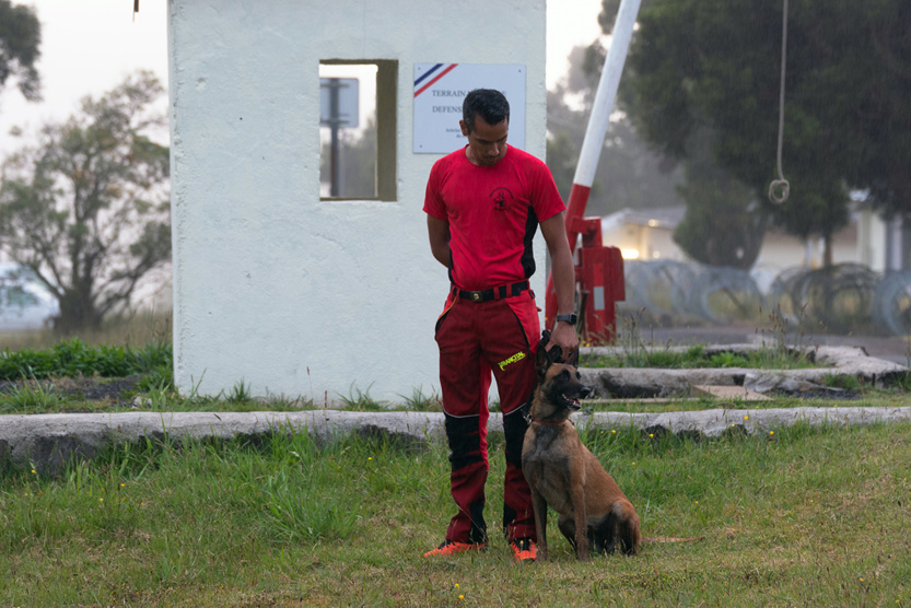 2e RPIMa: entraînement commun des unités cynotechniques de La Réunion 2e RPIMa: entraînement commun des unités cynotechniques de La Réunion