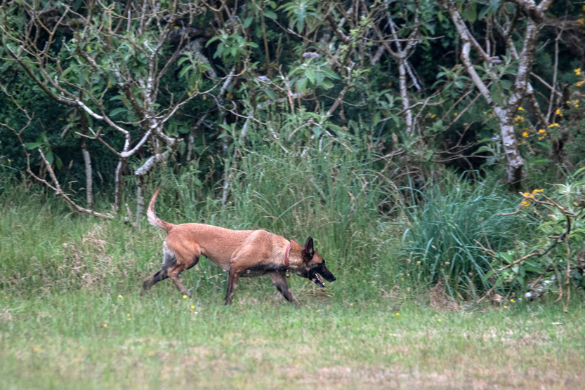 2e RPIMa: entraînement commun des unités cynotechniques de La Réunion 2e RPIMa: entraînement commun des unités cynotechniques de La Réunion