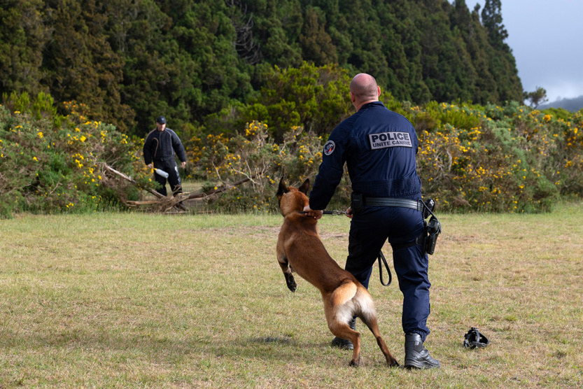 2e RPIMa: entraînement commun des unités cynotechniques de La Réunion