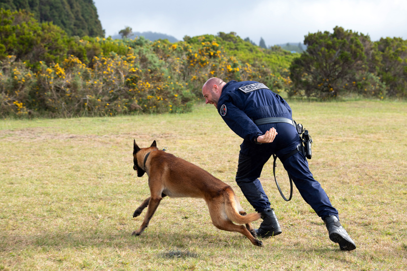 2e RPIMa: entraînement commun des unités cynotechniques de La Réunion 2e RPIMa: entraînement commun des unités cynotechniques de La Réunion