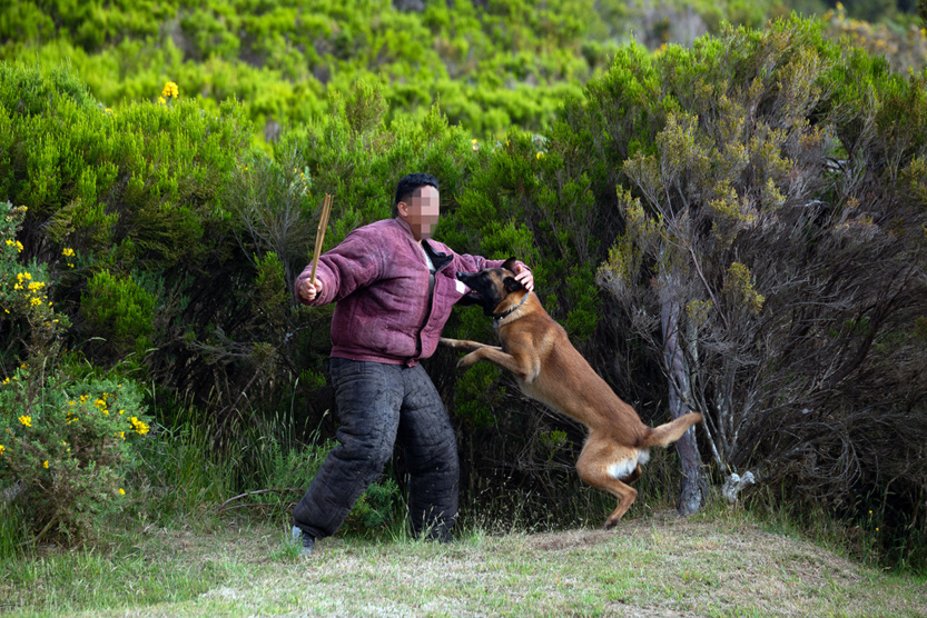 2e RPIMa: entraînement commun des unités cynotechniques de La Réunion 2e RPIMa: entraînement commun des unités cynotechniques de La Réunion