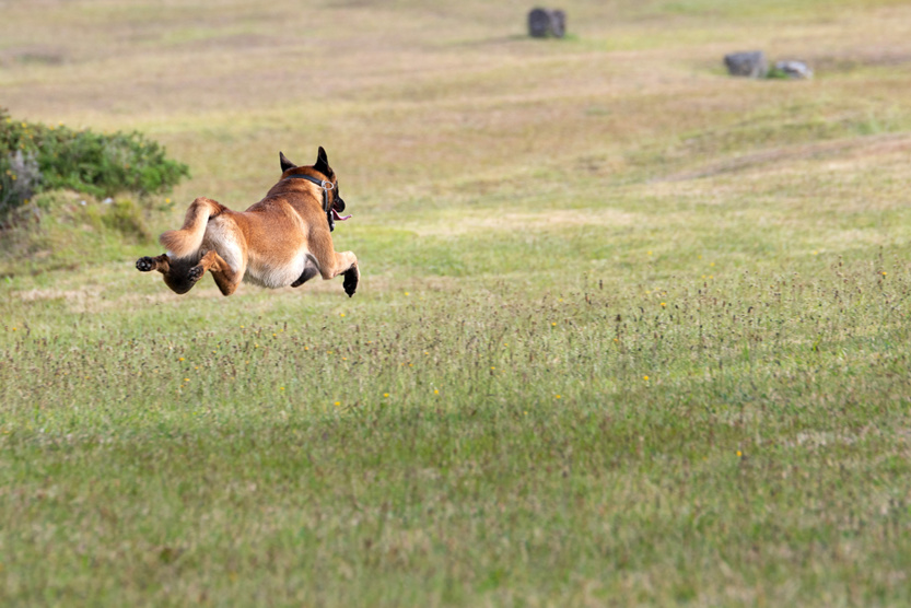 2e RPIMa: entraînement commun des unités cynotechniques de La Réunion 2e RPIMa: entraînement commun des unités cynotechniques de La Réunion