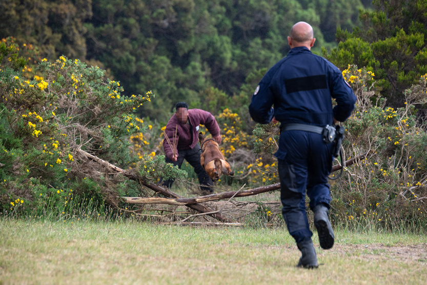 2e RPIMa: entraînement commun des unités cynotechniques de La Réunion 2e RPIMa: entraînement commun des unités cynotechniques de La Réunion