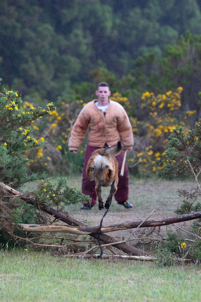 2e RPIMa: entraînement commun des unités cynotechniques de La Réunion 2e RPIMa: entraînement commun des unités cynotechniques de La Réunion