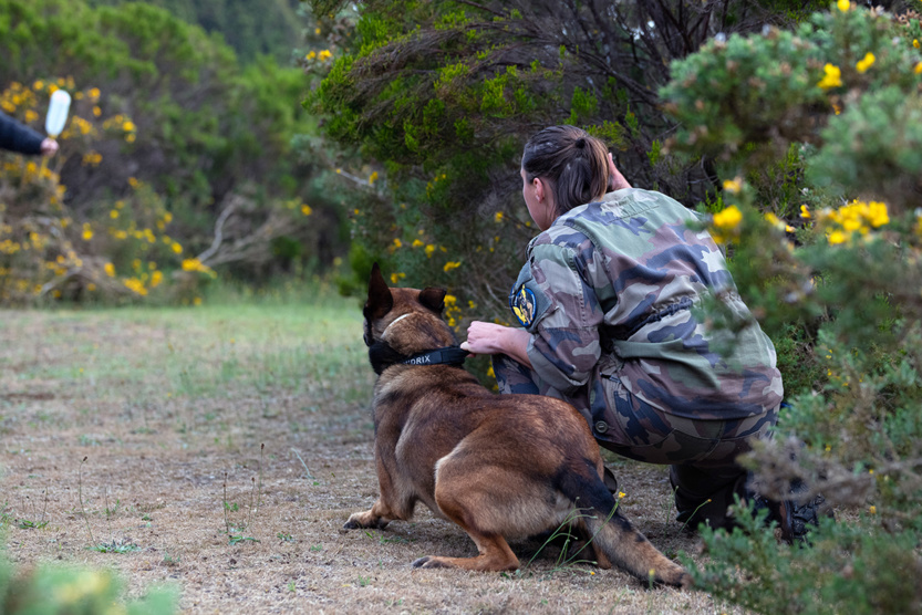 2e RPIMa: entraînement commun des unités cynotechniques de La Réunion 2e RPIMa: entraînement commun des unités cynotechniques de La Réunion