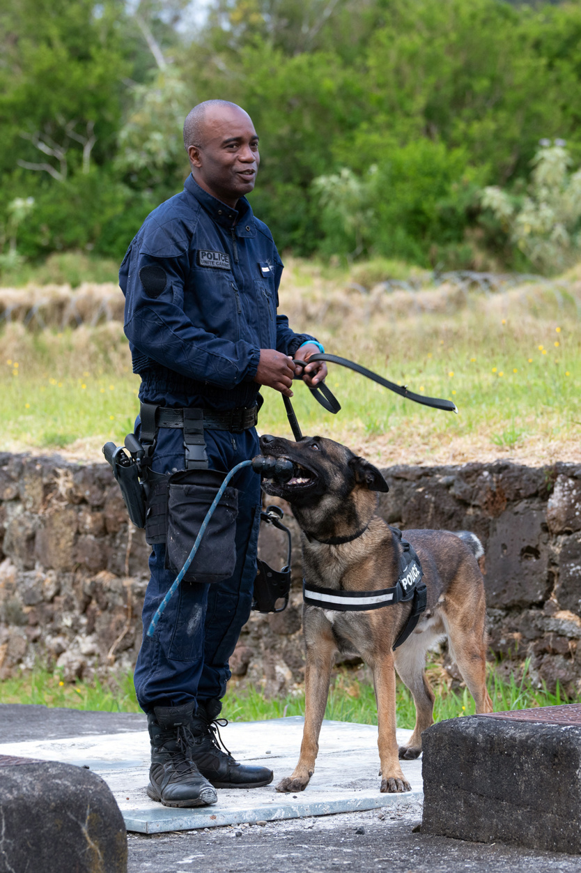2e RPIMa: entraînement commun des unités cynotechniques de La Réunion 2e RPIMa: entraînement commun des unités cynotechniques de La Réunion