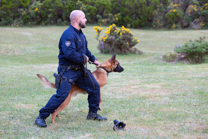 2e RPIMa: entraînement commun des unités cynotechniques de La Réunion 2e RPIMa: entraînement commun des unités cynotechniques de La Réunion