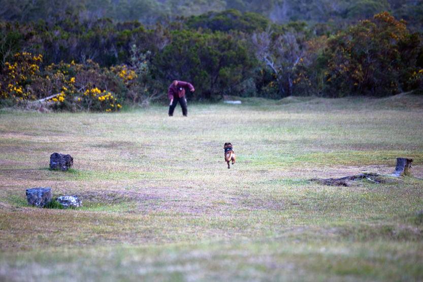 2e RPIMa: entraînement commun des unités cynotechniques de La Réunion 2e RPIMa: entraînement commun des unités cynotechniques de La Réunion