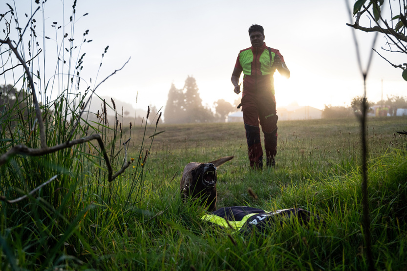 2e RPIMa: entraînement commun des unités cynotechniques de La Réunion 2e RPIMa: entraînement commun des unités cynotechniques de La Réunion