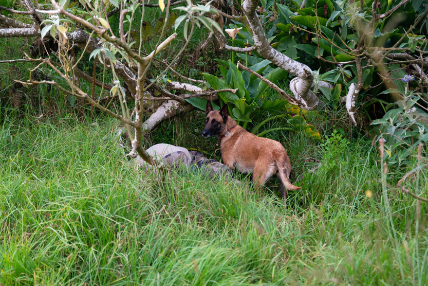 2e RPIMa: entraînement commun des unités cynotechniques de La Réunion 2e RPIMa: entraînement commun des unités cynotechniques de La Réunion