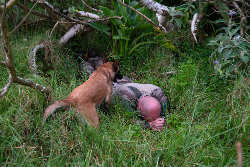 2e RPIMa: entraînement commun des unités cynotechniques de La Réunion 2e RPIMa: entraînement commun des unités cynotechniques de La Réunion