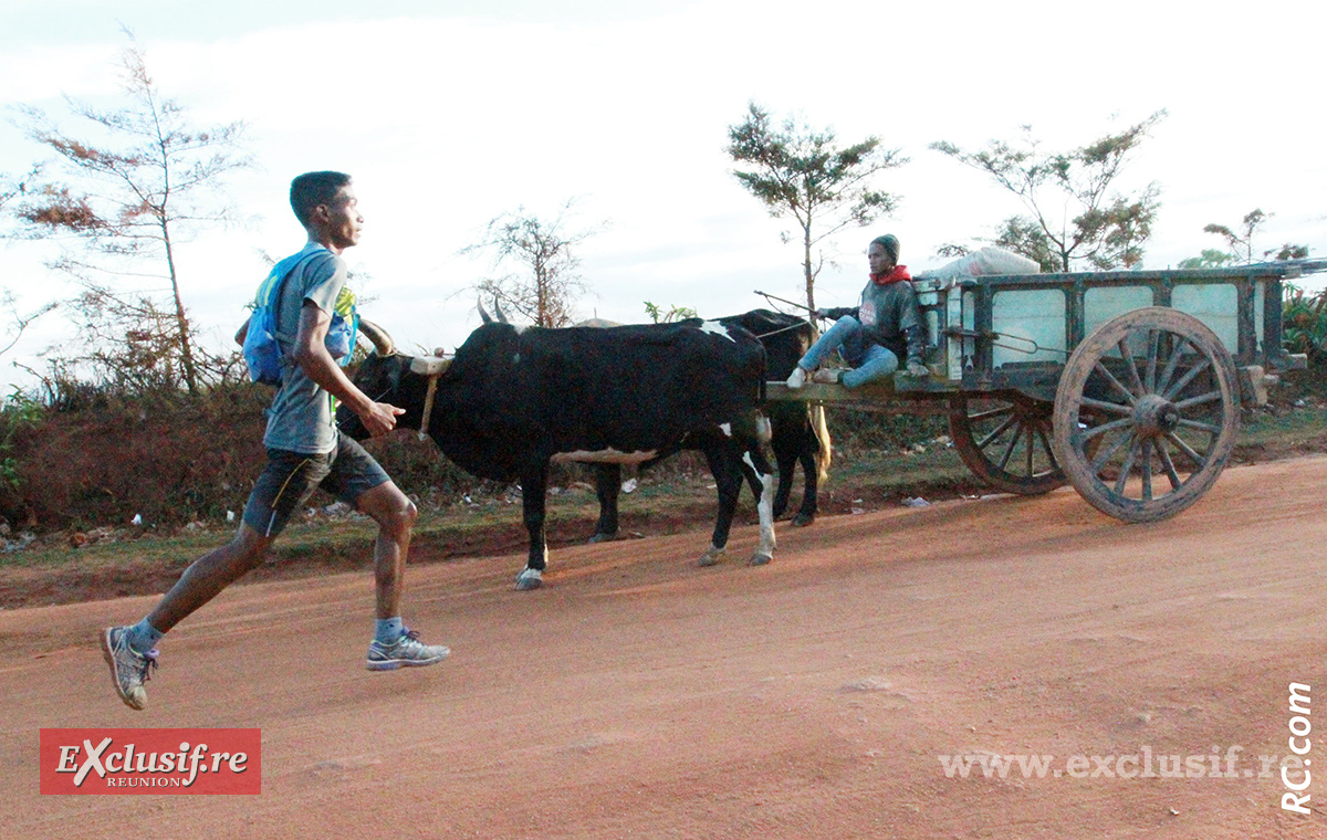 Quand un coureur rencontre une «charrette boeuf»