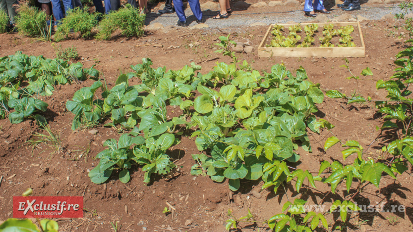 Inauguration de la Maison du Projet à La Chaumière à Saint-Denis Inauguration de la Maison du Projet à La Chaumière à Saint-Denis