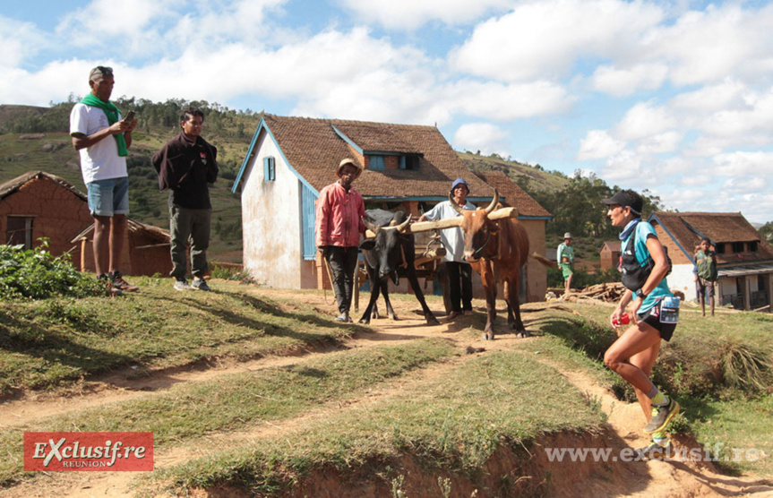 Libéra Fontaine et des zébus en spectateurs Libéra Fontaine et des zébus en spectateurs