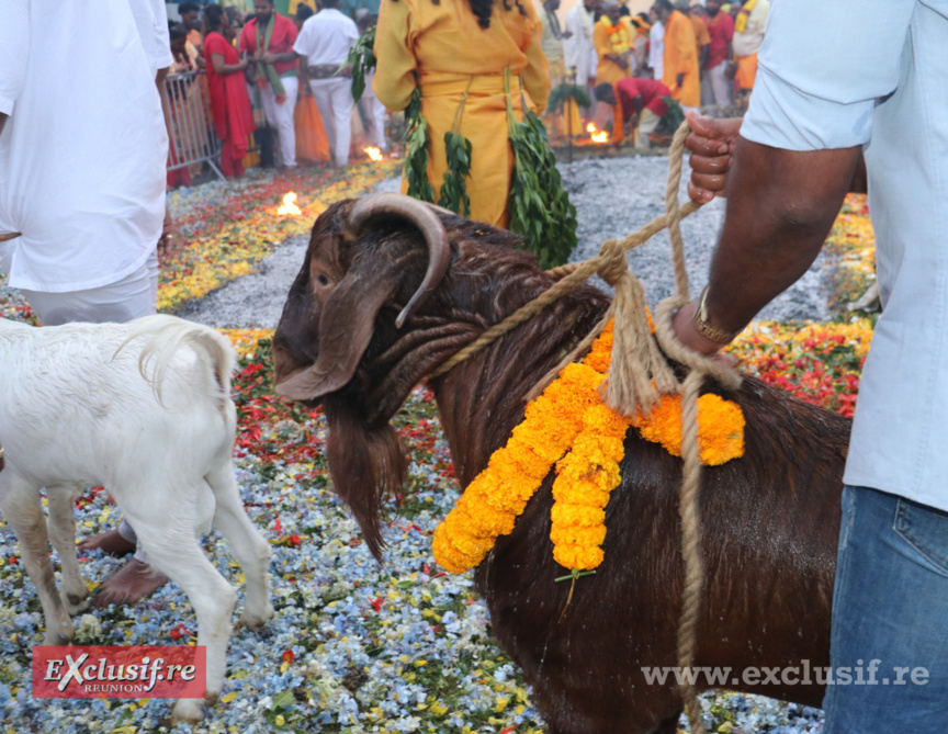 Marche sur le feu au temple du Chaudron: toutes les photos