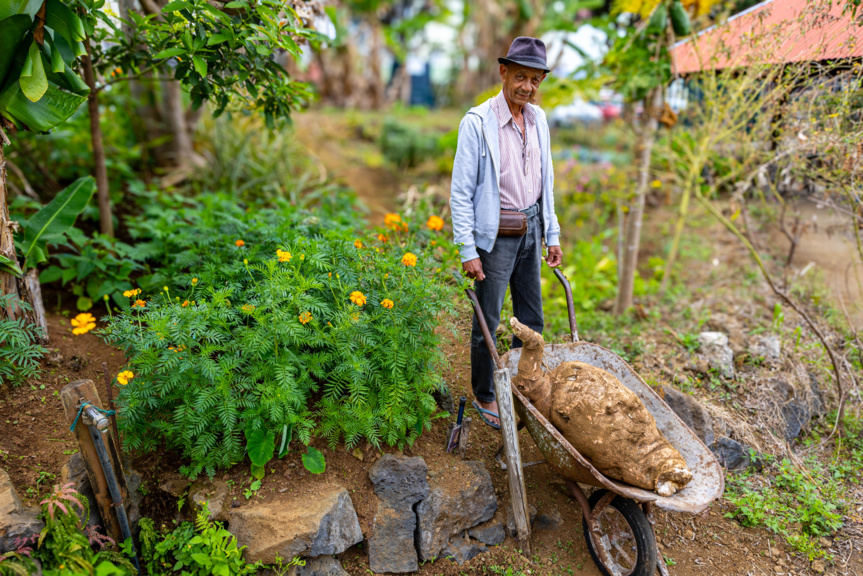 Insolite: un manioc de 50 kg découvert au Tampon! Insolite: un manioc de 50 kg découvert au Tampon!