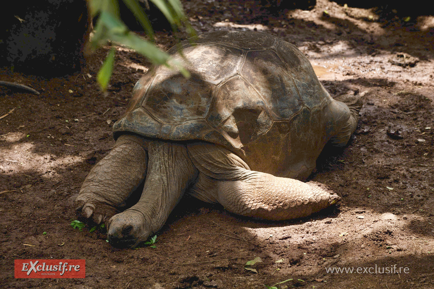 Ile Maurice: visite touristique, photos Ile Maurice: visite touristique, photos