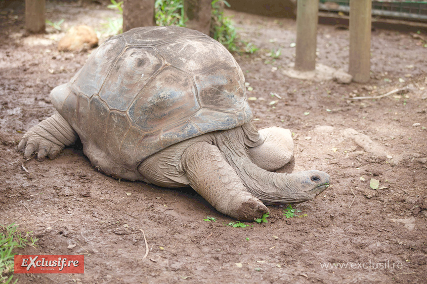 Ile Maurice: visite touristique, photos Ile Maurice: visite touristique, photos