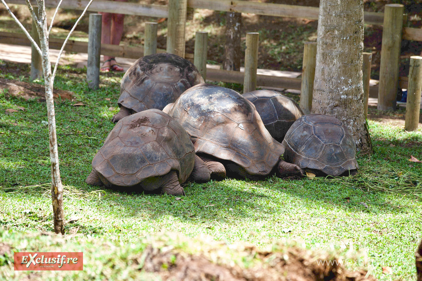 Ile Maurice: visite touristique, photos Ile Maurice: visite touristique, photos