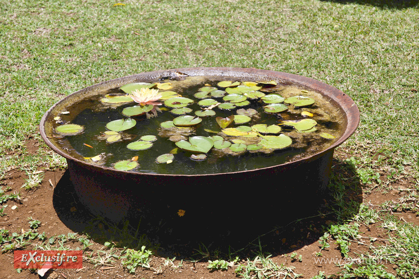 Le Château de Labourdonnais à l'île Maurice: une belle découverte Le Château de Labourdonnais à l'île Maurice: une belle découverte