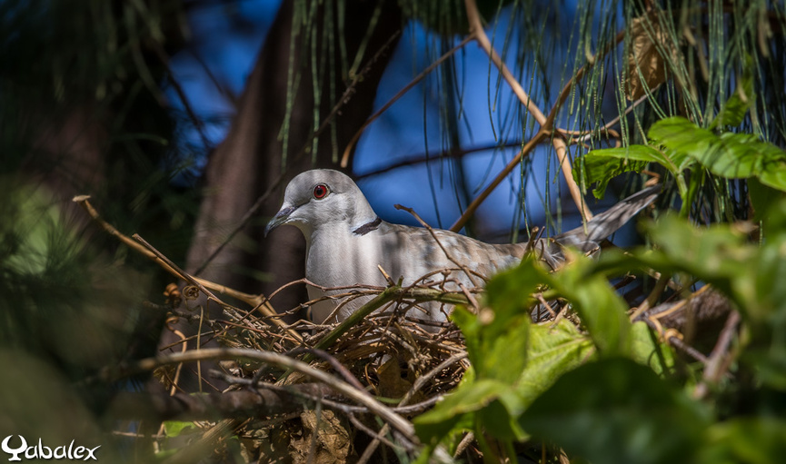 En 2022, YabAlex a photographié un individu en train de couver dans la région de Pierrefonds En 2022, YabAlex a photographié un individu en train de couver dans la région de Pierrefonds