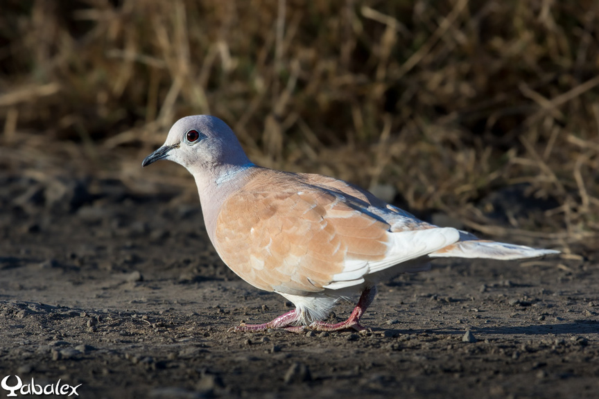 Il est désormais nécessaire d'observer l'évolution de cet oiseau... Il est désormais nécessaire d'observer l'évolution de cet oiseau...