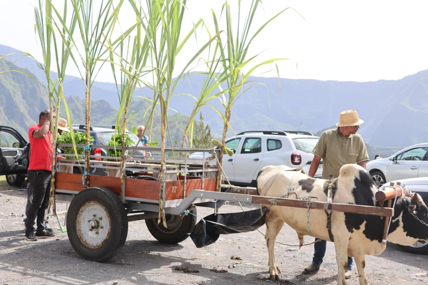 Léon Adrien Viraye a longtemps travaillé avec une charrette boeuf... Léon Adrien Viraye a longtemps travaillé avec une charrette boeuf...
