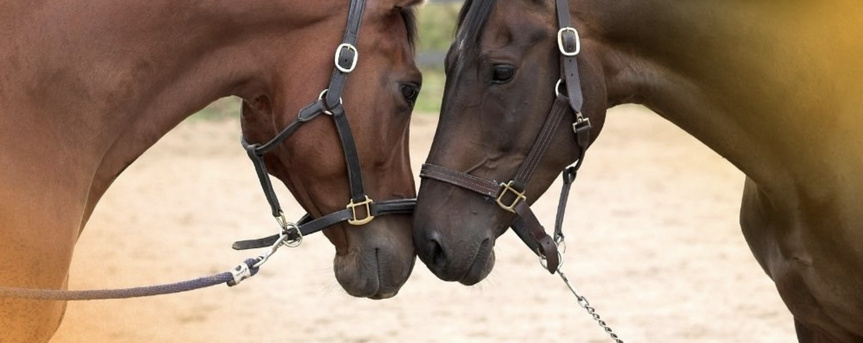 Deux jours dédiés au cheval à la Plaine des Cafres