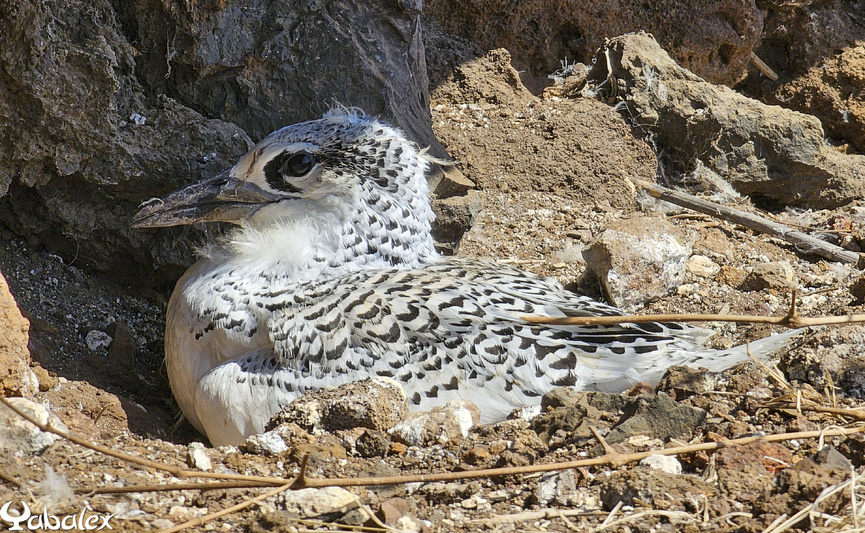 Un paille-en-queue qui grandit au fil des semaines... Un paille-en-queue qui grandit au fil des semaines...