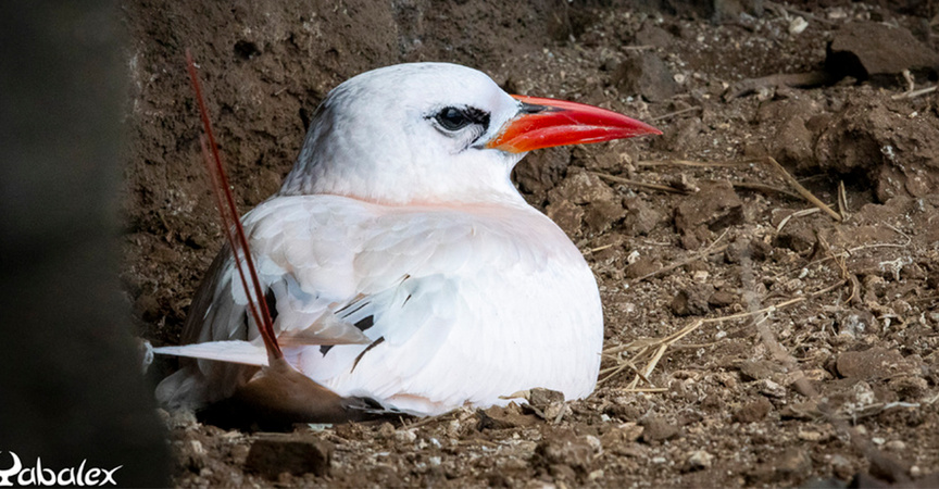 Paille-en-queue à brins rouges: un miracle suspendu aux falaises de Saint-Leu Paille-en-queue à brins rouges: un miracle suspendu aux falaises de Saint-Leu