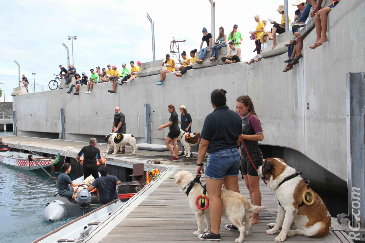 Démonstration des chiens de secours en mer