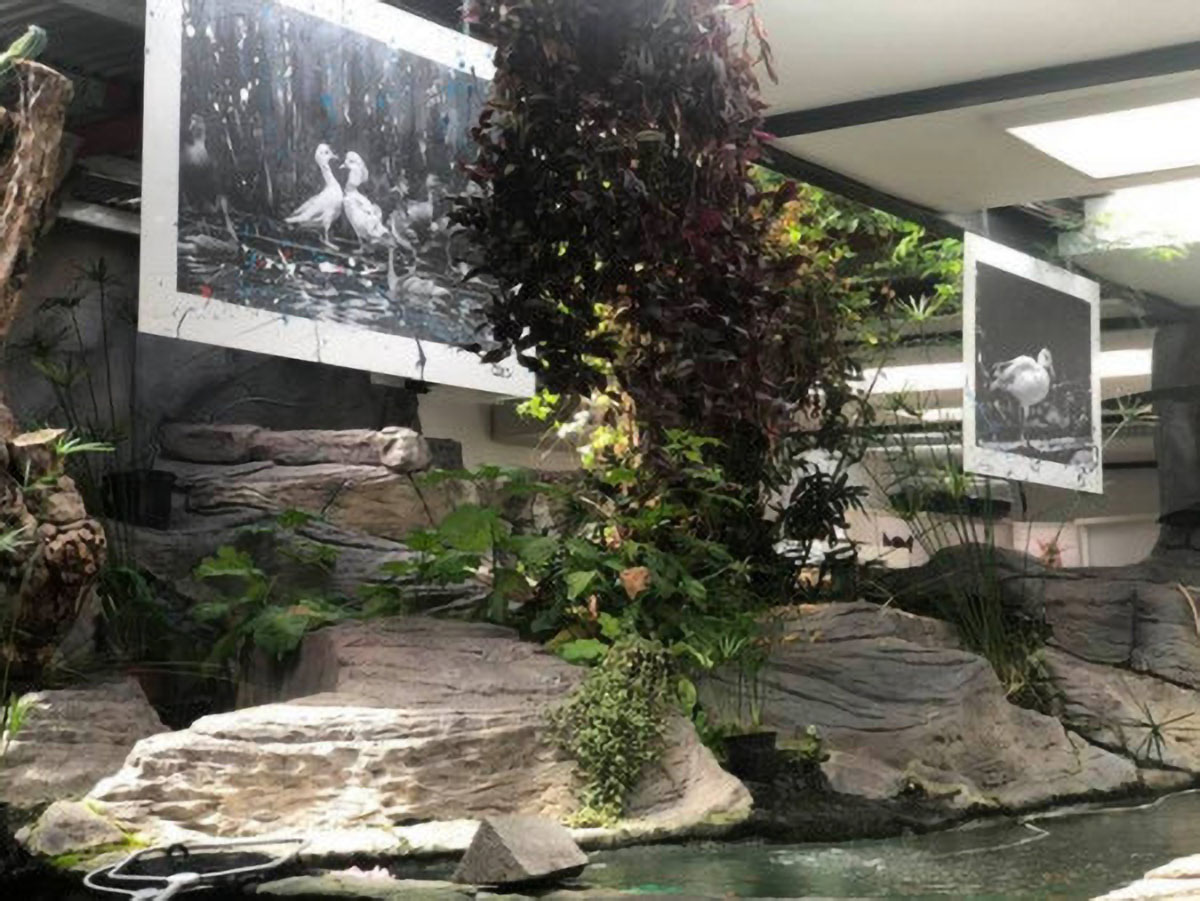 Art Nimal: expo photos de Coco pour l'amour des animaux