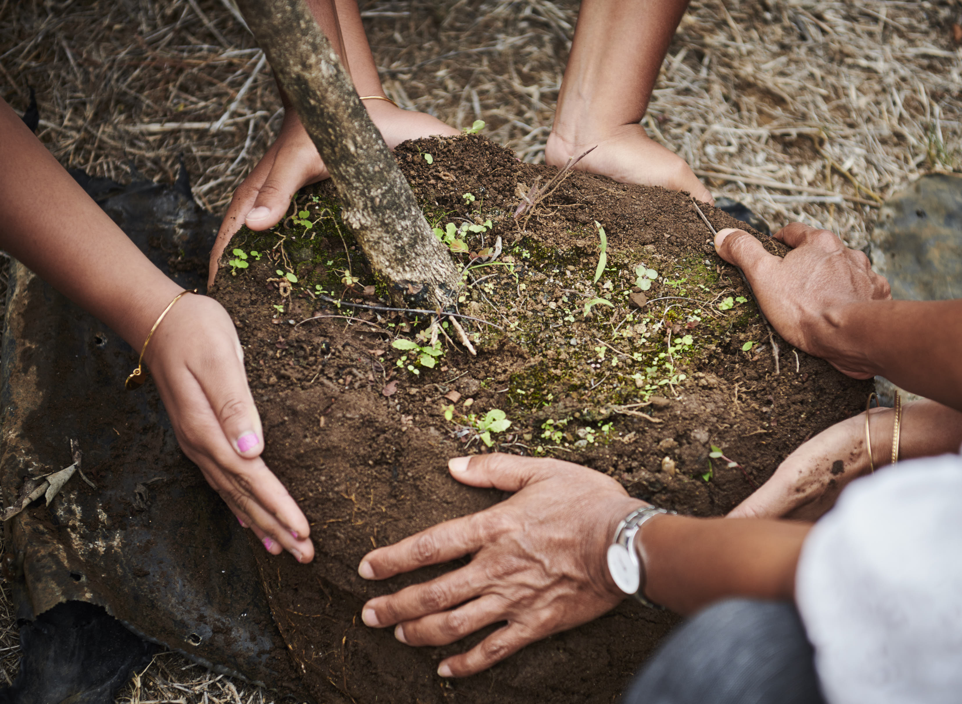 Ca y est, le Jacaranda est planté, ses fleurs bleues apparaissent chaque année en novembre Ca y est, le Jacaranda est planté, ses fleurs bleues apparaissent chaque année en novembre