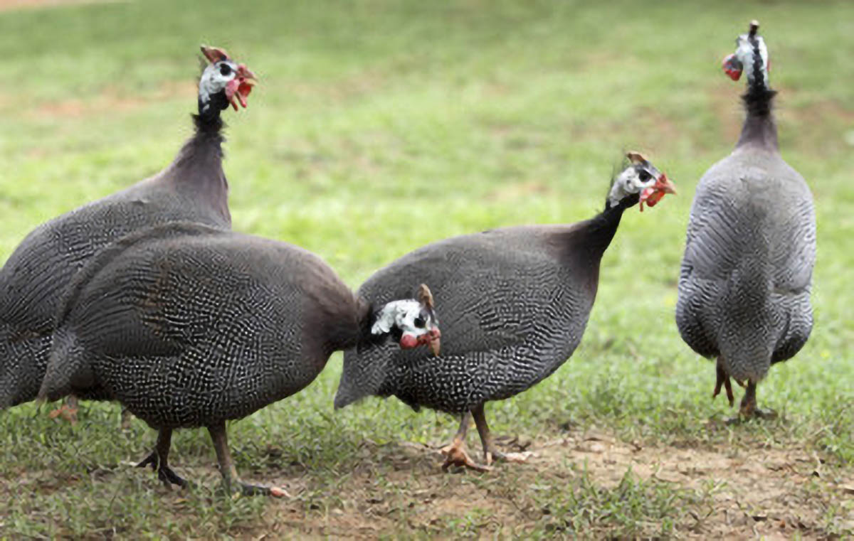 Depuis 2018, Avi-Pôle a suspendu ses livraisons de pintades à la SCEA La Ferme du Piton, mettant les époux Trichet en difficultés Depuis 2018, Avi-Pôle a suspendu ses livraisons de pintades à la SCEA La Ferme du Piton, mettant les époux Trichet en difficultés