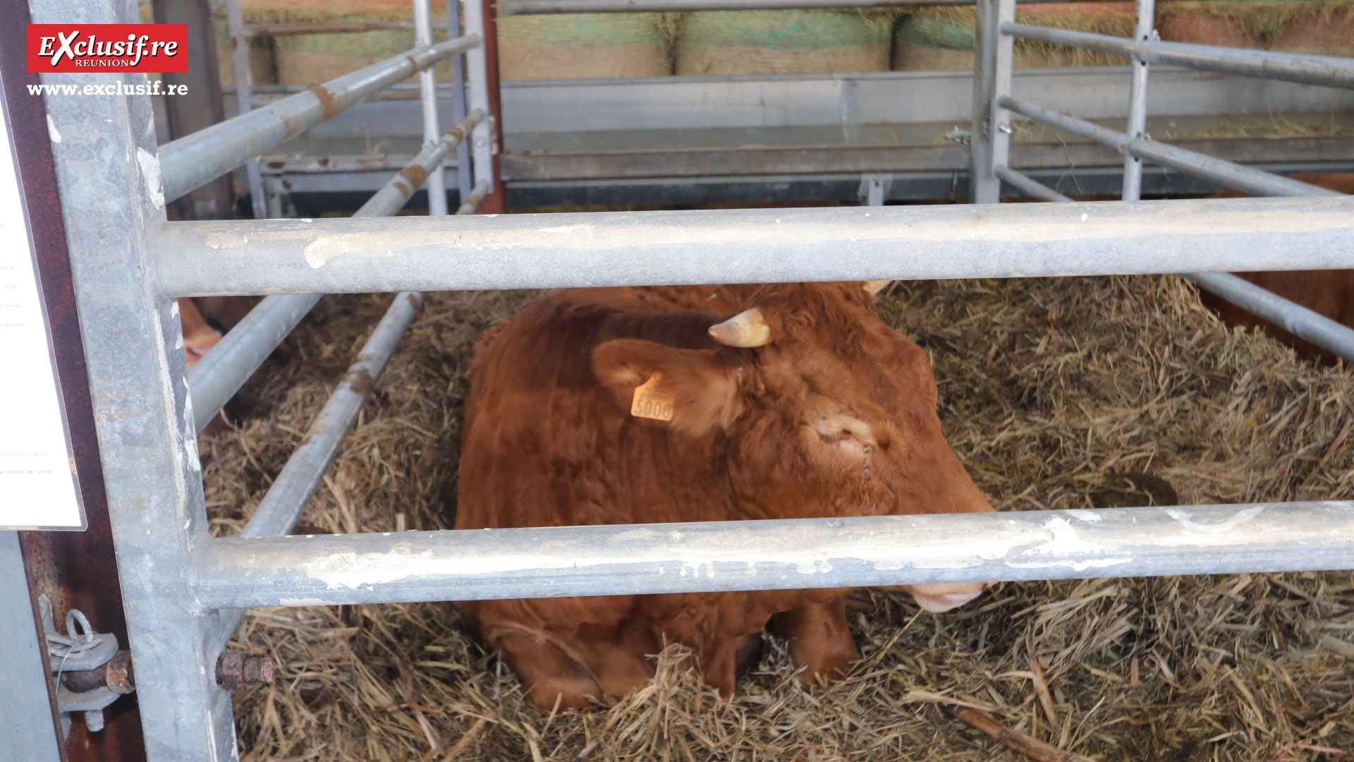 Foire de Bras-Panon 2022: retour en quelques images Foire de Bras-Panon 2022: retour en quelques images