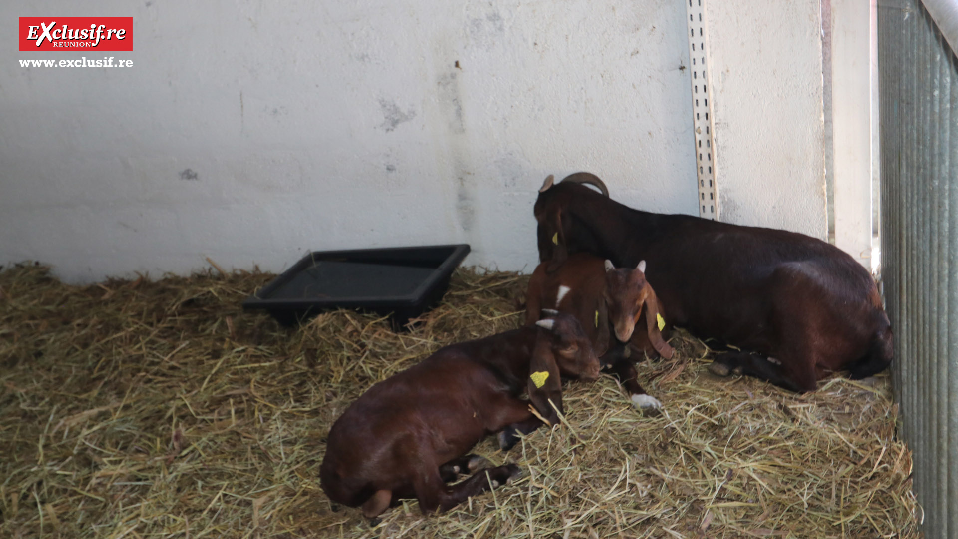 Foire de Bras-Panon 2022: retour en quelques images Foire de Bras-Panon 2022: retour en quelques images