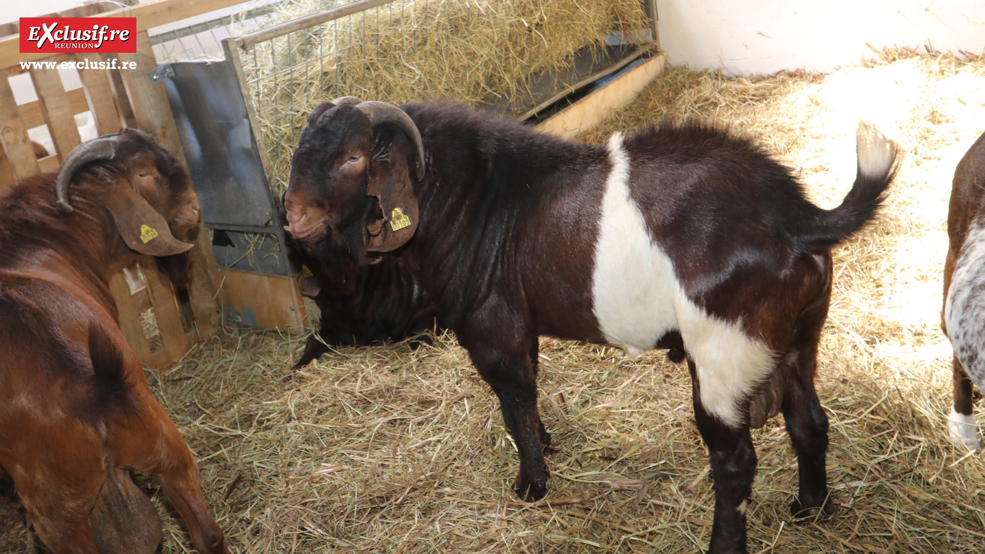 Foire de Bras-Panon 2022: retour en quelques images Foire de Bras-Panon 2022: retour en quelques images