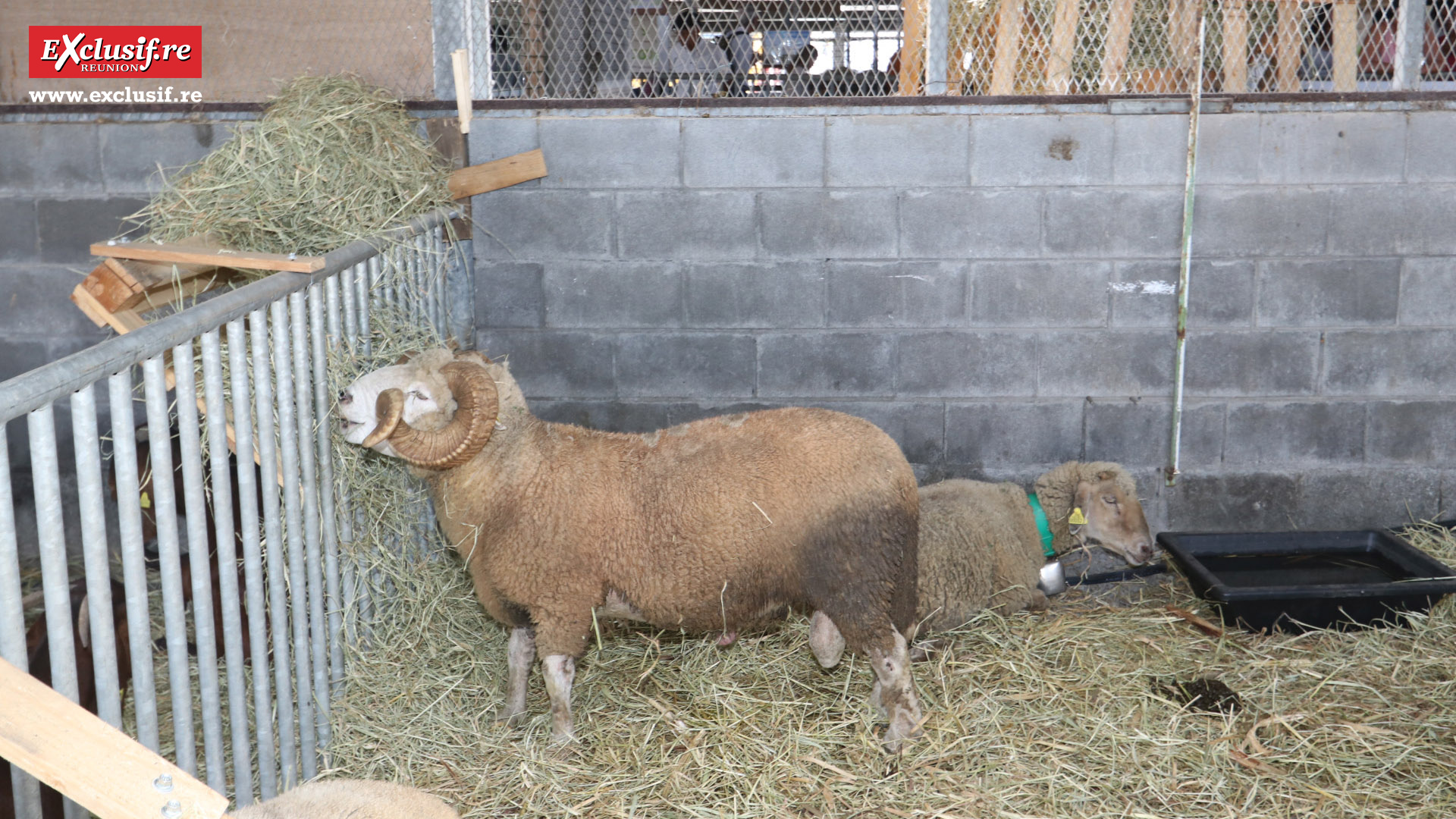 Foire de Bras-Panon 2022: retour en quelques images Foire de Bras-Panon 2022: retour en quelques images